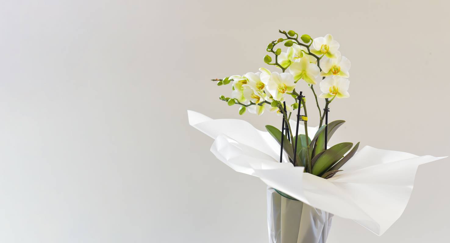 stylish orchid plant